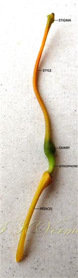  Pistil